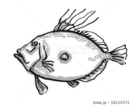 King Dory New Zealand Fish Cartoon Retro Drawing 58210572