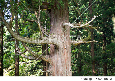 滝ノ沢の一本杉　山形県 58210618