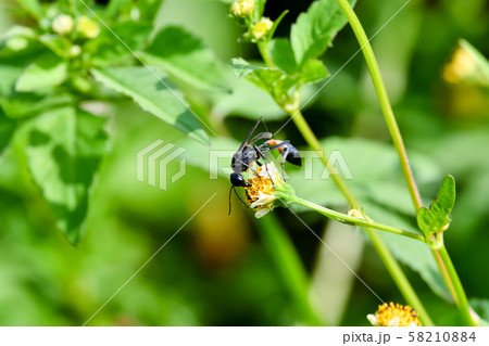 ジガバチ 58210884