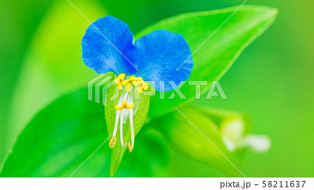 つゆ草　16：9 58211637