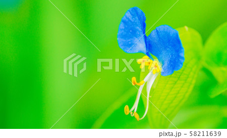 つゆ草 16:9 つゆ草 16:9 58211639