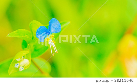 つゆ草　16：9 58211646