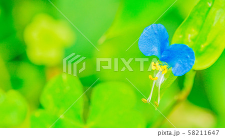 つゆ草　16：9 58211647