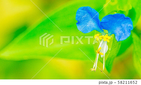 つゆ草　16：9 58211652