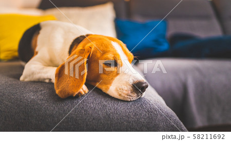 Sleeping beagle dog on sofa. Lazy day on couch 58211692