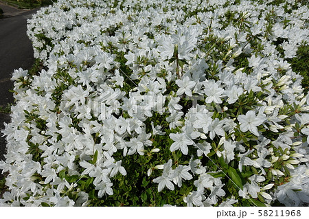 満開のツツジ 白の写真素材