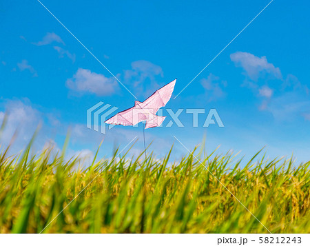 鳥追いカイトと田んぼ 58212243