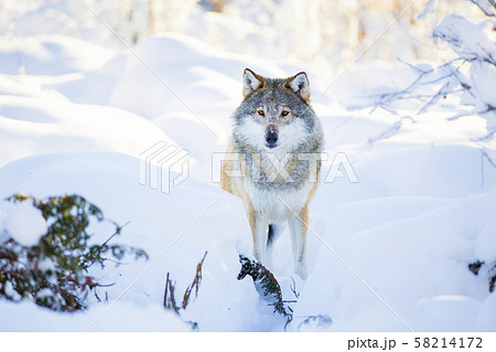 Snowy wolf stands in beautiful winter forest Snowy wolf stands in beautiful winter forest 58214172