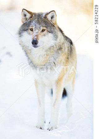 Snowy wolf stands in beautiful winter forest 58214229