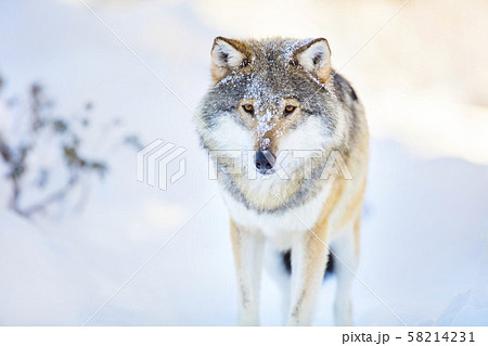 Wolf stands in beautiful and cold winter forest 58214231