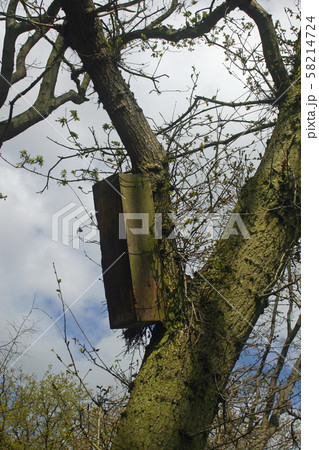 Owl nest box on tree Owl nest box on tree 58214724