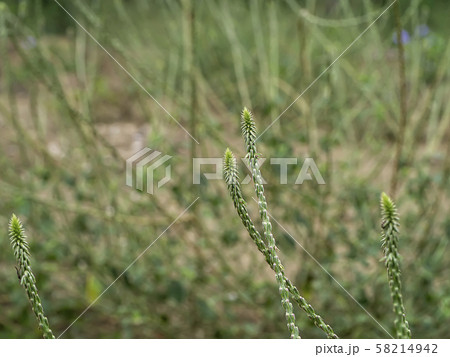 The flower of Achyranthes aspera plant The flower of Achyranthes aspera plant 58214942