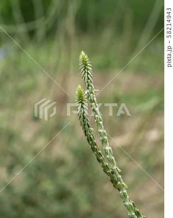 The flower of Achyranthes aspera plant The flower of Achyranthes aspera plant 58214943