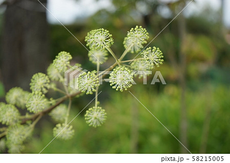 うどの花 58215005