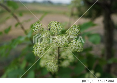 うどの花 うどの花 58215008