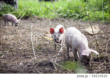 養豚 58215010