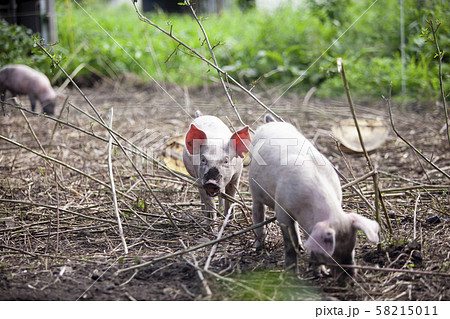養豚 養豚 58215011
