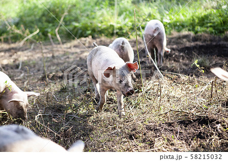 養豚 養豚 58215032