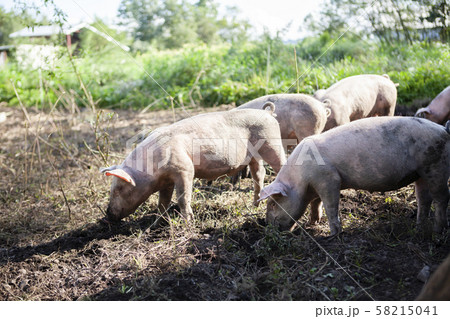 養豚 養豚 58215041