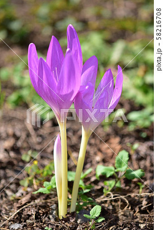 イヌサフランの花 58216708