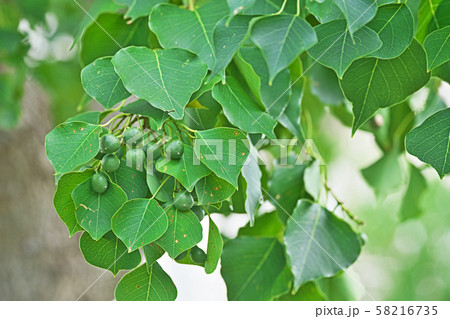 緑色のナンキンハゼの実 58216735