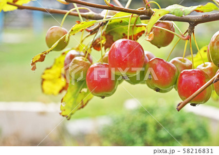 赤く色付いたヒメリンゴの実 58216831