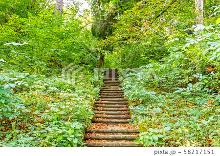 Beautiful Green Forest In Summer. Countryside Beautiful Green Forest In Summer. Countryside 58217151