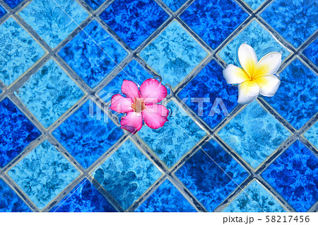 夏のイメージ　プールに浮かぶ熱帯の花 58217456