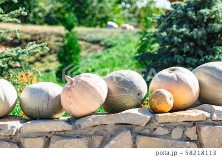 Pumpkins on stone fence in background of garden Pumpkins on stone fence in background of garden 58218113