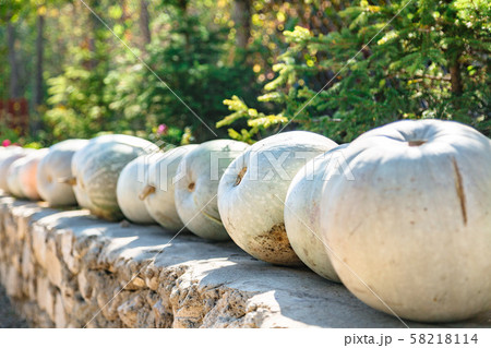 White pumpkins close up in row on harvest festival White pumpkins close up in row on harvest festival 58218114