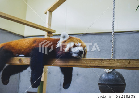 到津の森動物公園のレッサーパンダ 58218208