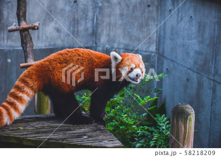 到津の森動物公園のレッサーパンダの写真素材 5109