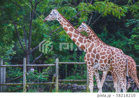 到津の森動物公園のキリン 58218210