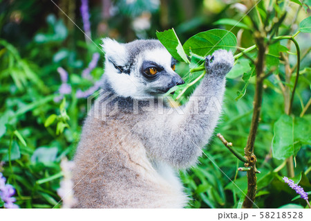 到津の森動物公園のワオキツネザル 58218528