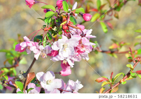ハナカイドウと推定される植物の花をアップで撮影した写真 ハナカイドウと推定される植物の花をアップで撮影した写真 58218631