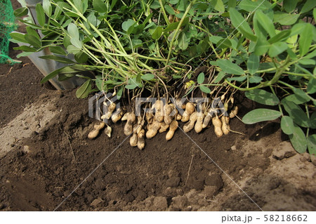 落花生の収穫 落花生の収穫 58218662