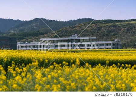 Yellow rapeseed flowers Field with blue sky at 58219170