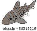ドチザメ 58219216
