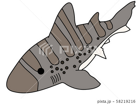 ドチザメのイラスト素材