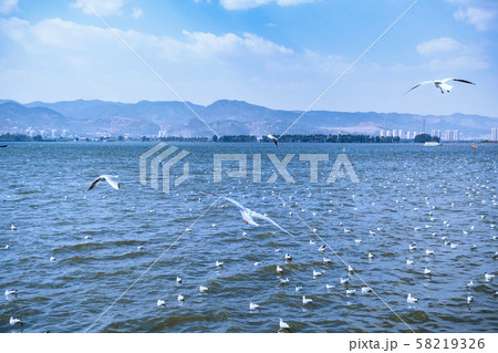 Flocks of red-billed gulls flying at Dianchi Lake, 58219326