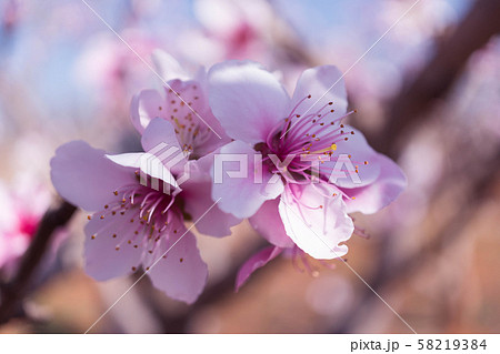 Blooming pink peach blossom with blur background Blooming pink peach blossom with blur background 58219384