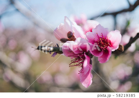 Blooming pink peach blossom with blur background Blooming pink peach blossom with blur background 58219385