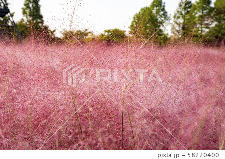 自然 風景 花 58220400