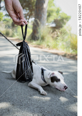 young woman walking the dog young woman walking the dog 58220487