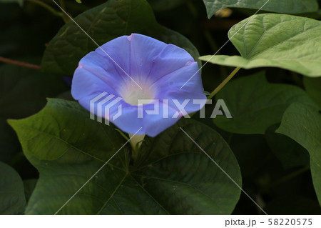 アサガオの花 58220575