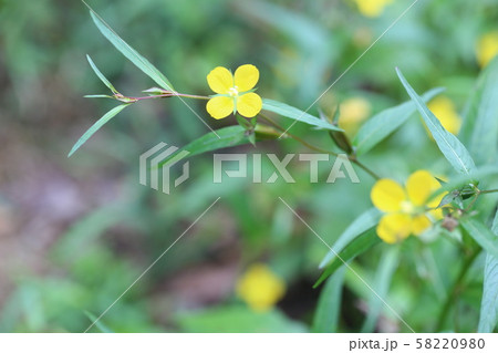 チョウジタデ 58220980