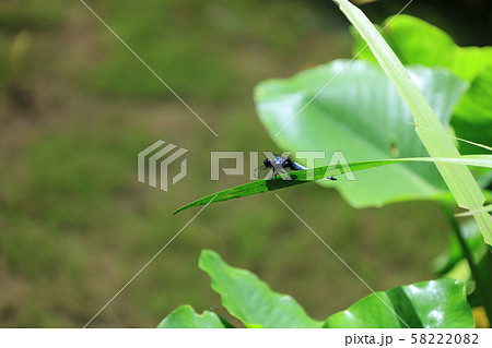 初夏の六甲山で見たオオシオカラトンボ 58222082