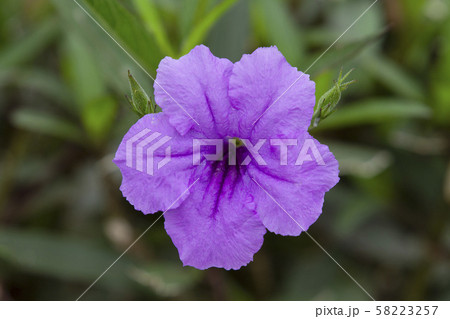 Purple Ruellia tuberosa flower Purple Ruellia tuberosa flower 58223257