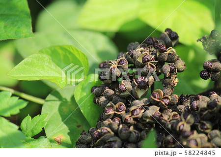カラスザンショウの実 カラスザンショウの実 58224845