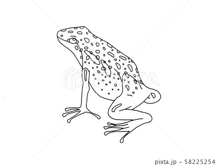 コバルトヤドクガエル2のイラスト素材